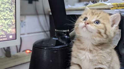Bé trai Golden đợi sen