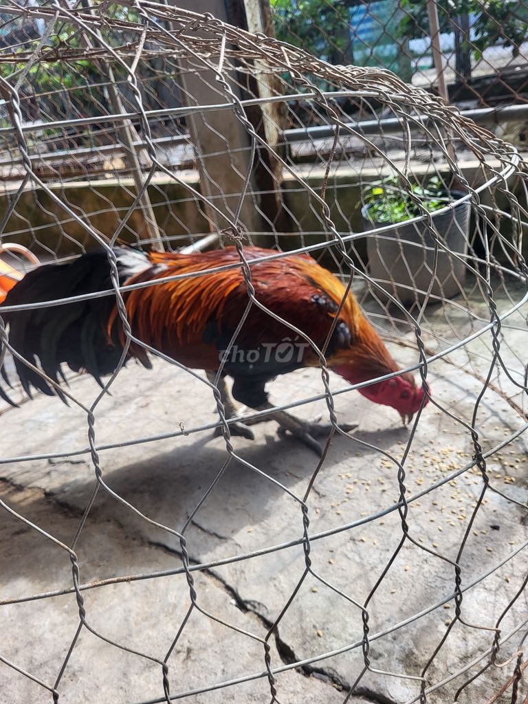 Nghỉ nuôi thành lý nọc 3k950