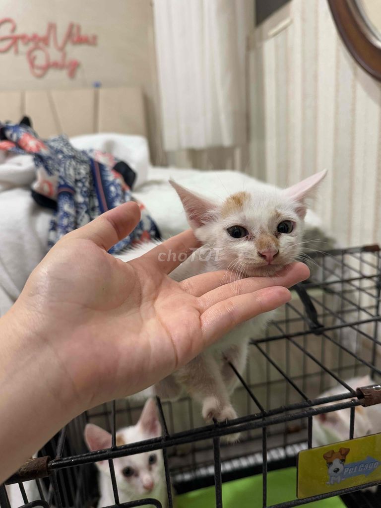 Mèo nhà đẻ trắng đuôi cam xinh xắn tròn trịa