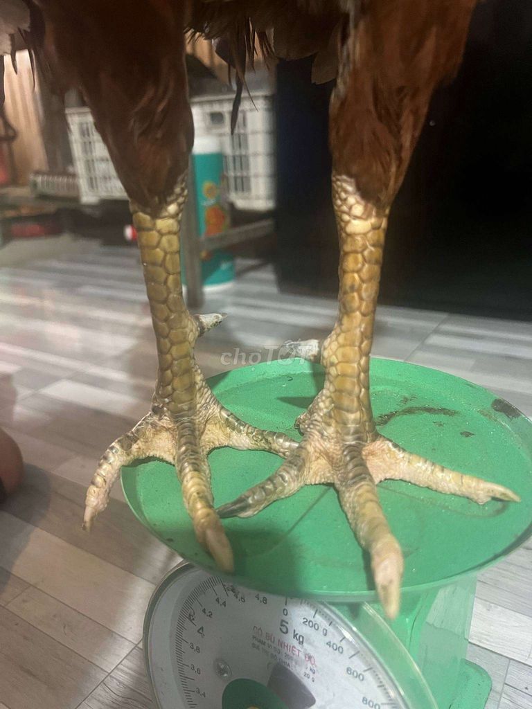 Khét đuôi lao 3kg rin bán gl nòi tơ bù mình
