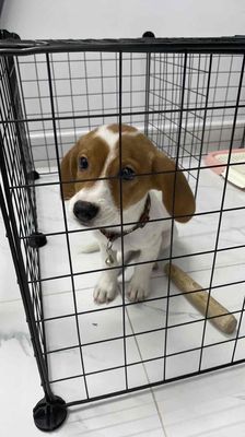 Giống nhật lai lạp xưởng, 3 tháng tuổi. Mua bán Chó tại Quận 12 Tp Hồ Chí Minh được đăng bởi Thy Tr