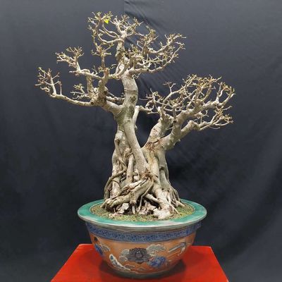 Cây đề già cổ cao 79cm. Mua bán Cây cảnh, đồ trang trí tại Quận Long Biên Hà Nội được đăng bởi Trần Xuân Dương