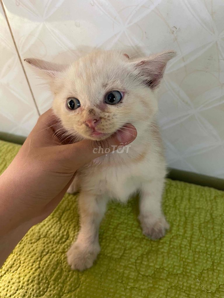 MÈO CON LAI ANH LÔNG DÀI 🐈