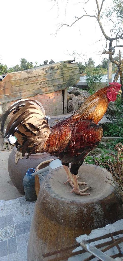 2,8 kg tơ trạng bự kg cự mạnh. Mua bán Gà tại Huyện Phong Điền Cần Thơ được đăng bởi Ký cần Thơ  hình 1