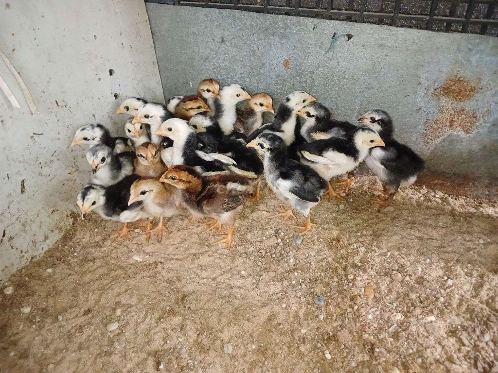 gà chọi,gà đòn con.. Mua bán Gà tại Huyện Củ Chi Tp Hồ Chí Minh được đăng bởi vịt xiêm giống  hình 1