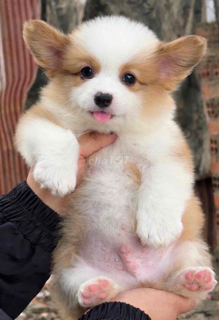 Chó Corgi đực Trắng vàng. Mua bán Chó tại Huyện Bình Chánh Tp Hồ Chí Minh được đăng bởi mini pet house sài gòn hình 1