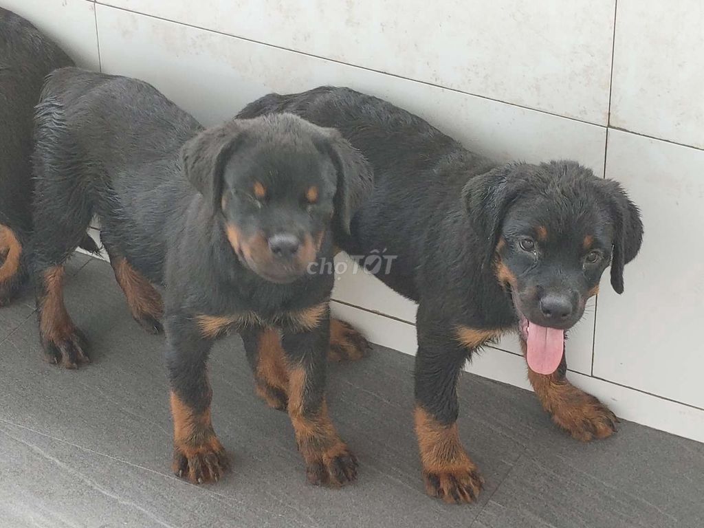 Rottweiler.Thuần.Q12. Mua bán Chó tại Quận 12 Tp Hồ Chí Minh được đăng bởi Nhân Rottweiler  hình 4