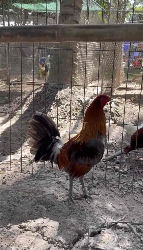chia nhanh hôm nay. Mua bán Gà tại Huyện Trà Cú Trà Vinh được đăng bởi Gà tre Trà vinh hình 1