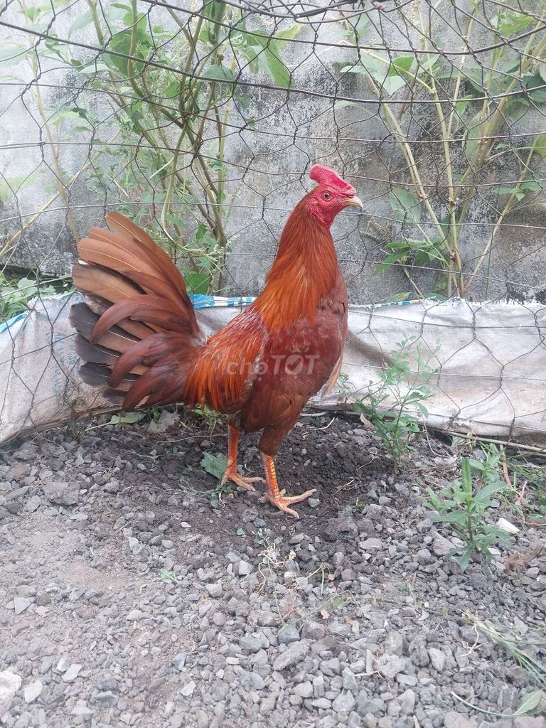 Gà Mỹ Nâu đỏ Đực. Mua bán Gà tại Thành phố Thủ Đức Tp Hồ Chí Minh được đăng bởi Võ Văn Vũ hình 1