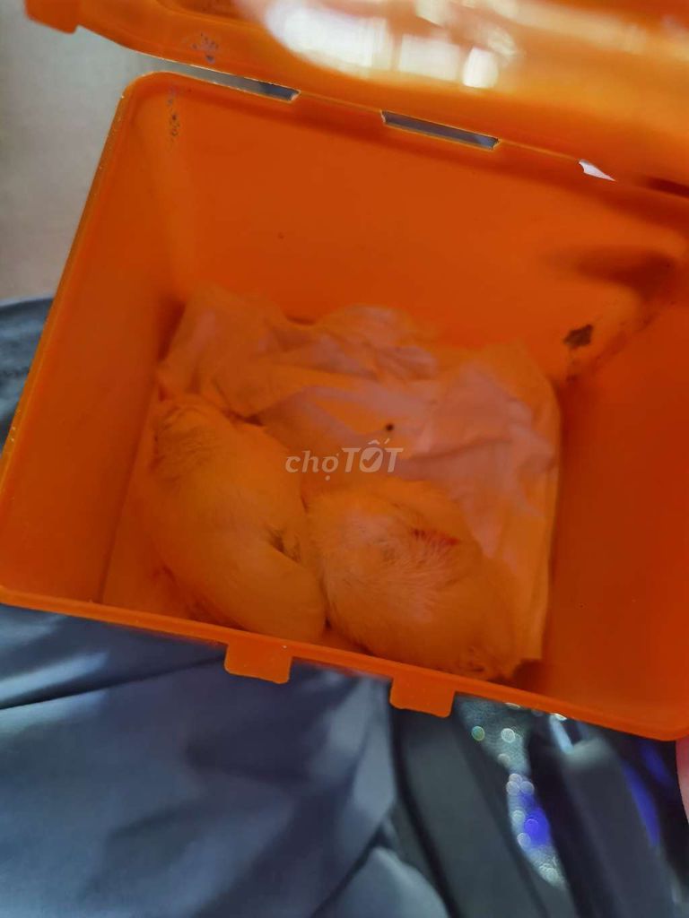 bạch non . Mua bán Chim tại Quận Cẩm Lệ Đà Nẵng được đăng bởi RCF hình 1