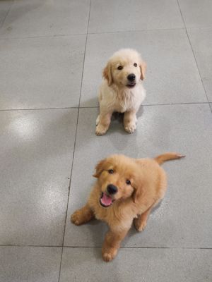Chó Golden đực - 2 tháng tuổi