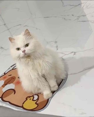 Mèo đực lông dài trắng (gần giống ba tư),~8tháng