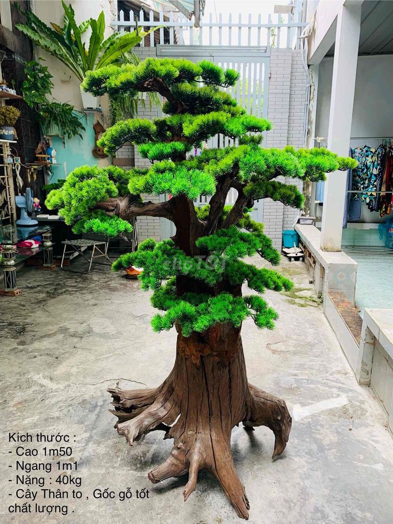 Cây tùng thân gỗ lá giả decor nhà cửa. Mua bán Cây cảnh, đồ trang trí tại Quận Bình Thạnh Tp Hồ Chí Minh được đăng bởi LED MOTO hình 1