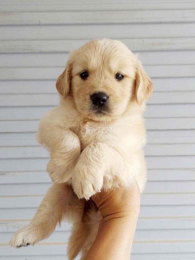 Golden thuần chuẩn giá rẻ Đà Nẵng , siêu đẹp. Mua bán Chó tại Quận Thanh Khê Đà Nẵng được đăng bởi Thy Thy hình 1