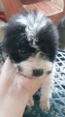Poodle lai giá siêu rẻ