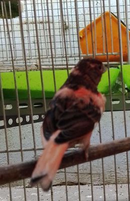 Halowin. Mua bán Chim tại Huyện Hóc Môn Tp Hồ Chí Minh được đăng bởi Maket