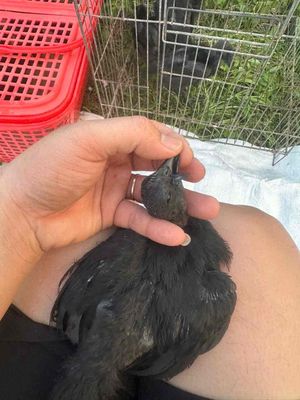 gà mặt quỷ thuần chủng ( lưỡi đen). Mua bán Gà tại Thành phố Biên Hòa Đồng Nai được đăng bởi ĐỖ HUY QUANG