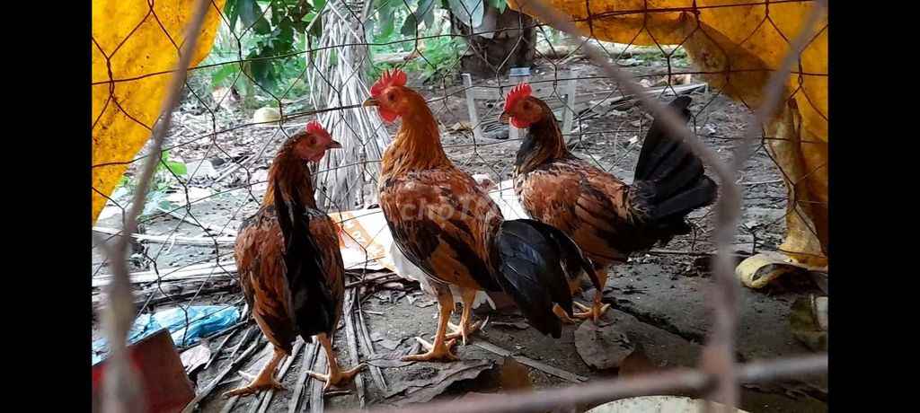 Tre mỹ butcher lai cu ban bổn hung hăng mai độ 4em. Mua bán Gà tại Huyện Châu Thành A Hậu Giang được đăng bởi nguyen tan danh anh hình 1