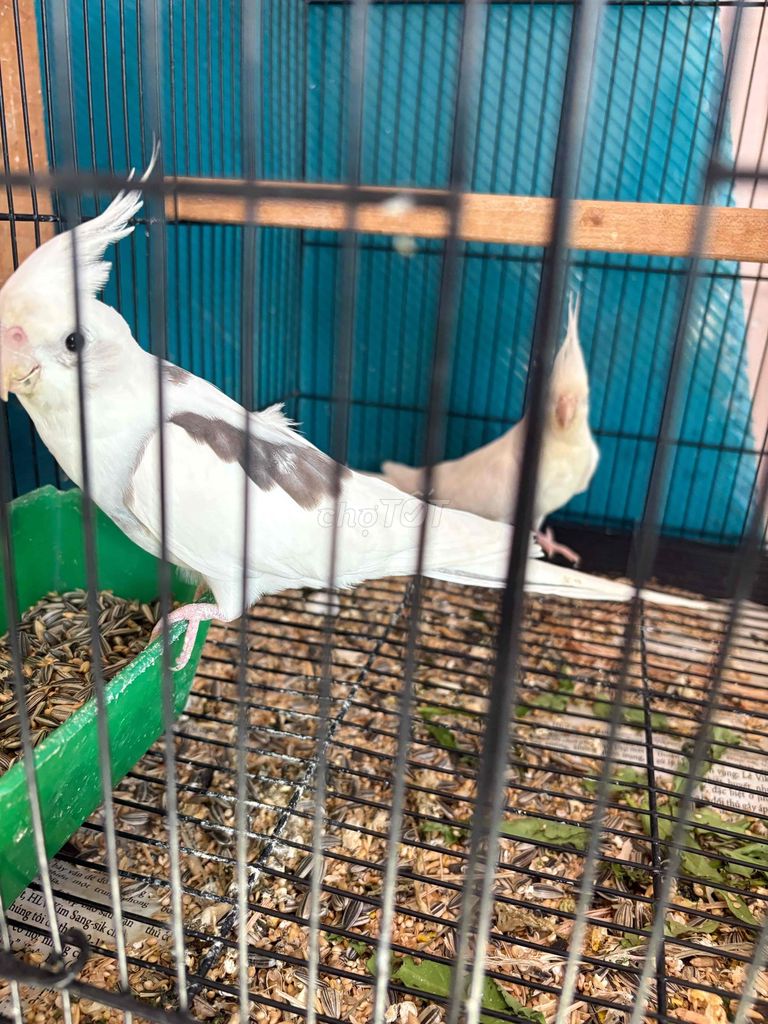 Vet Cokati. Mua bán Chim tại Quận 12 Tp Hồ Chí Minh được đăng bởi Trung Nghĩa  hình 1