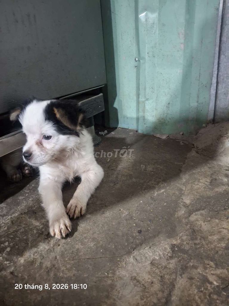 Chó Lai Nhật trắng đen 2 tháng. Mua bán Chó tại Huyện Bình Chánh Tp Hồ Chí Minh được đăng bởi na hình 1