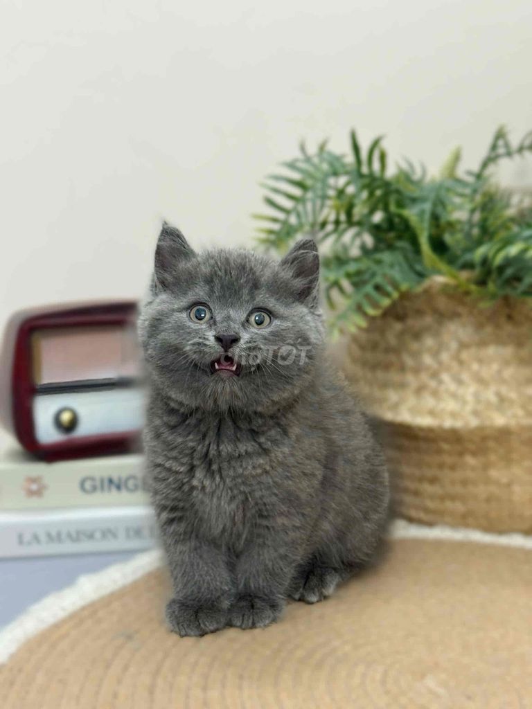 Mèo Xám Xanh Béo xinh. Mua bán Mèo tại Quận 1 Tp Hồ Chí Minh được đăng bởi ti pet town hình 1