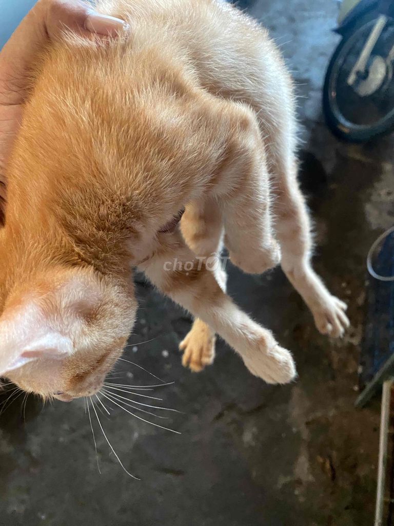 Mèo Vàng cam rất đẹp. Mua bán Mèo tại Quận Ninh Kiều Cần Thơ được đăng bởi Đô hình 1