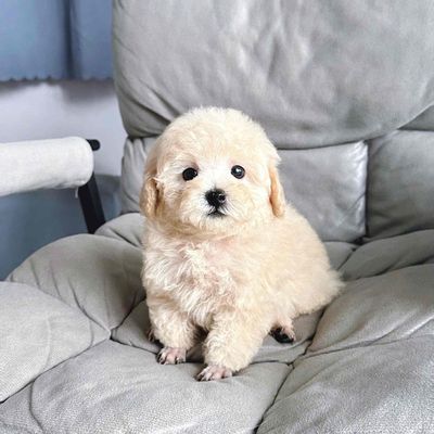Chó Poodle màu Kem. Mua bán Chó tại Quận Hải Châu Đà Nẵng được đăng bởi Chó Cảnh Đà Nẵng 130 đường 2 9 