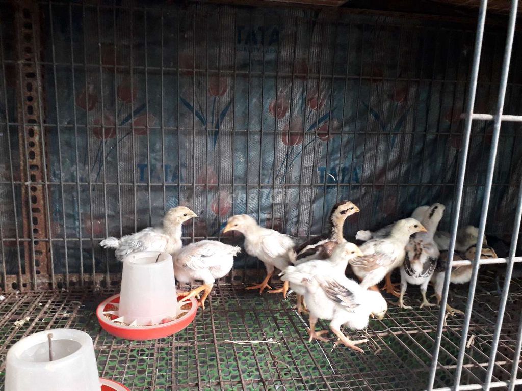 Gà nòi vườn. Mua bán Gà tại Huyện Kế Sách Sóc Trăng được đăng bởi Giang Nguyen hình 1