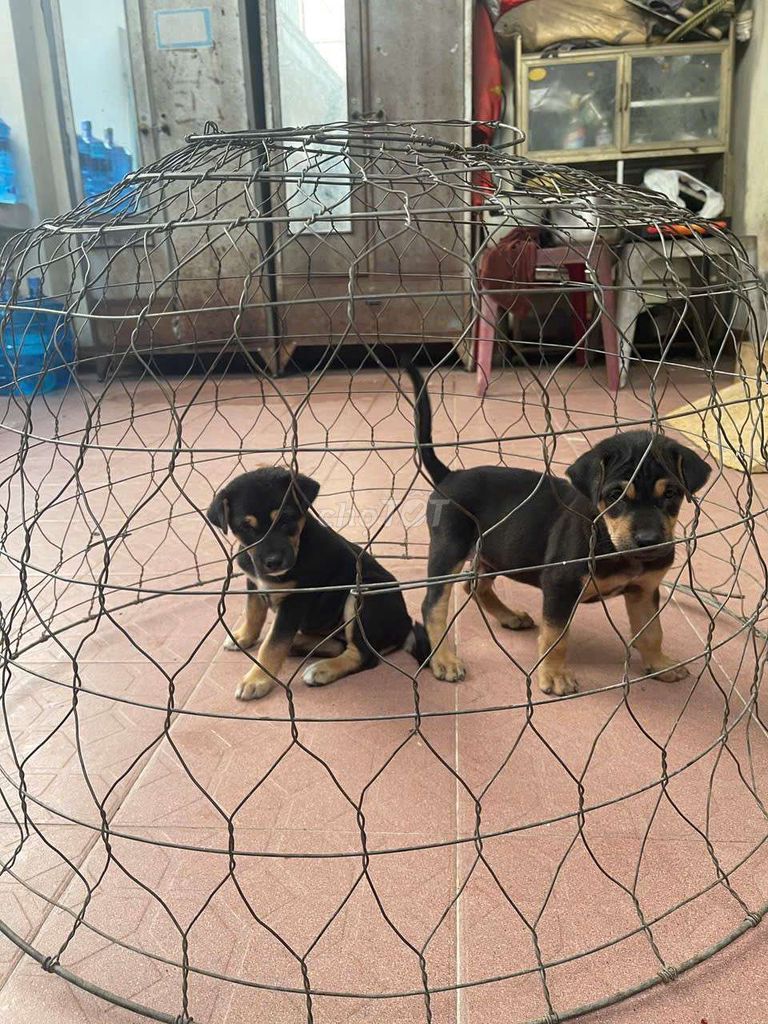 Chó Poodle Đực Cái Đen Vàng. Mua bán Chó tại Thành phố Thủ Đức Tp Hồ Chí Minh được đăng bởi nguyen hung thao hình 1