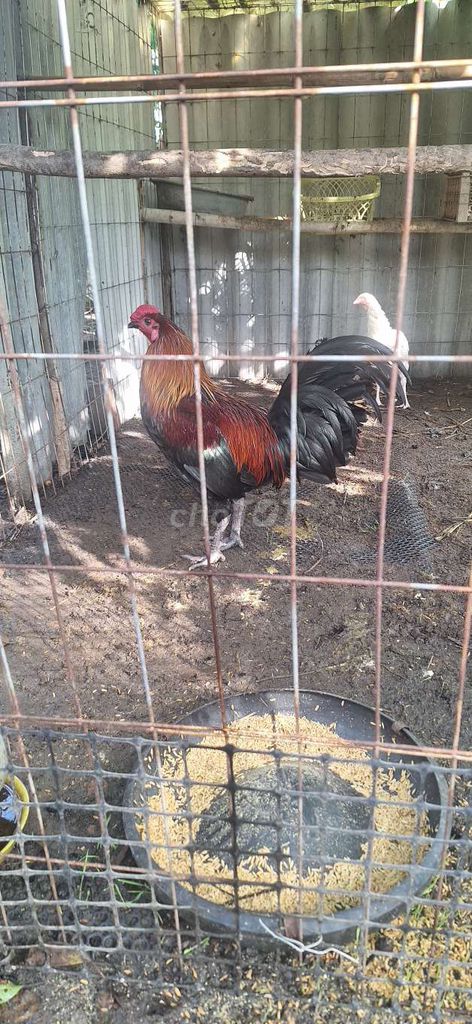 Gà chọi Đực Đỏ, đen, nâu. Mua bán Gà tại Huyện Gò Công Tây Tiền Giang được đăng bởi Quyền hình 1