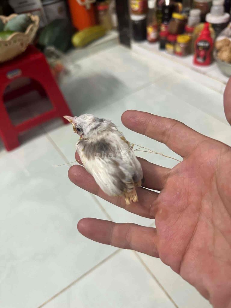 Chim chào mào non Bạch lem. Mua bán Chim tại Huyện Vĩnh Cửu Đồng Nai được đăng bởi phong bụi hình 1