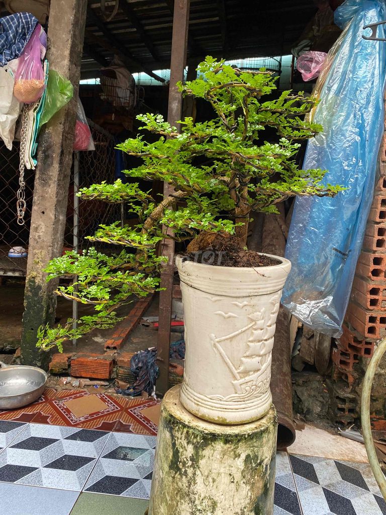 cần thăng bonsai đẹp