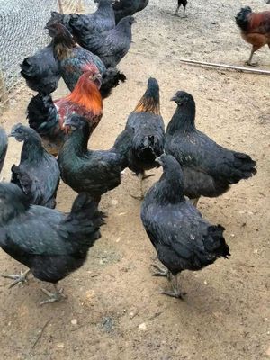 Gà H'mông. Mua bán Gà tại Huyện Đức Trọng Lâm Đồng được đăng bởi thu Lê 