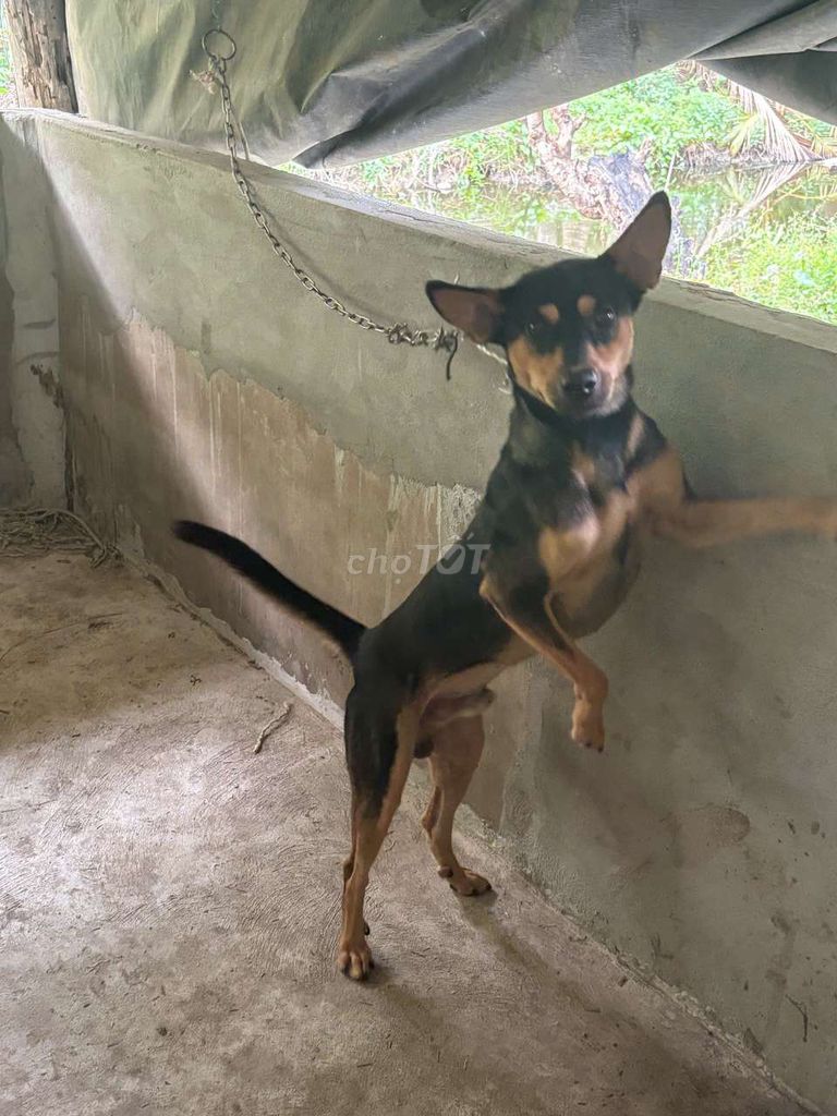 Cần Bán 2 Con Chó Thịy. Mua bán Chó tại Huyện Gò Công Tây Tiền Giang được đăng bởi Trương Dương Phi hình 1