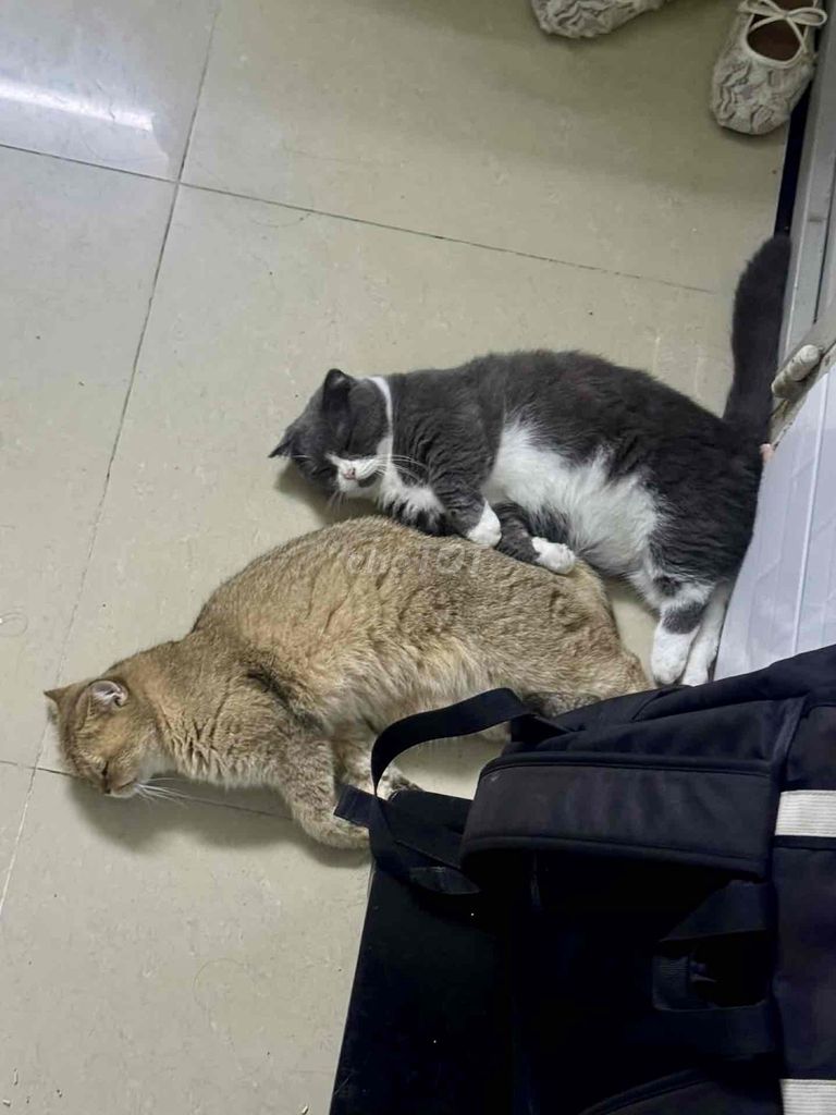 Gả vía 2 bé bicolor chân ngắn + golden chân dài. Mua bán Mèo tại Quận Gò Vấp Tp Hồ Chí Minh được đăng bởi BaoBeii hình 1