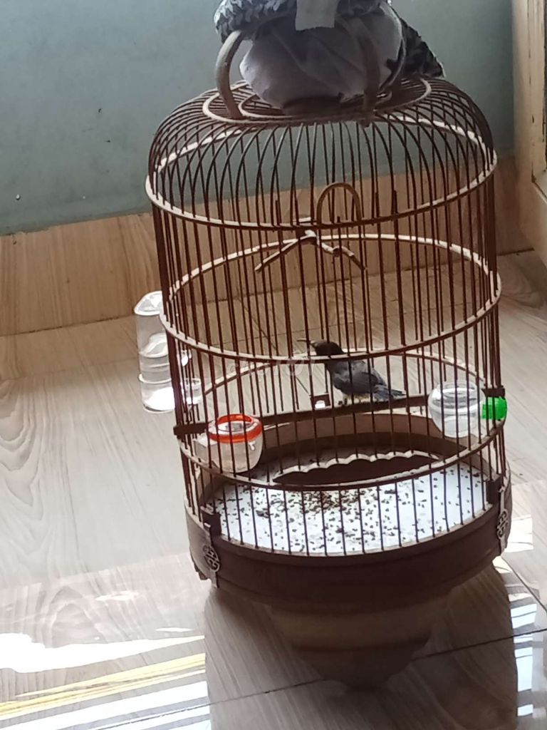 Chim hút mật 5 màu. Mua bán Chim tại Quận Bình Tân Tp Hồ Chí Minh được đăng bởi gọi nhé  hình 1