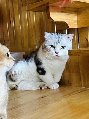Nhận Phối Giống Mèo Munchkin Tai Cụp. Mua bán Mèo tại Quận 8 Tp Hồ Chí Minh được đăng bởi Linh Nguyễn
