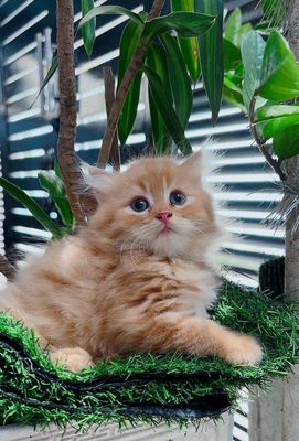 Mèo ALD cam cám dỗ. Mua bán Mèo tại Huyện Hóc Môn Tp Hồ Chí Minh được đăng bởi SOLY HOME