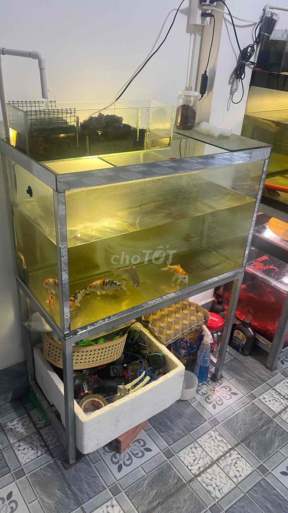 hồ 80 40 40 lun chân. Mua bán Phụ kiện, Thức ăn, Dịch vụ tại Huyện Hòa Thành Tây Ninh được đăng bởi Phạm Thông hình 2