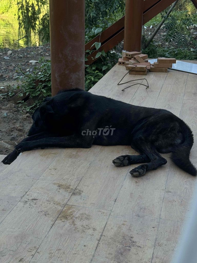 Chó Thuần chủng Đen Thân thiện Đã tiêm phòng. Mua bán Chó tại Thành phố Thủ Đức Tp Hồ Chí Minh được đăng bởi HTV Dog hình 1
