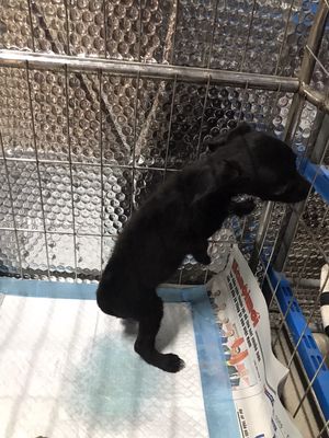 Phốc hươu đen, lai poodle, mẹ nhỏ. Mua bán Chó tại Quận Long Biên Hà Nội được đăng bởi iFixCenter Chuyên WIFI Camera Switch Mạng