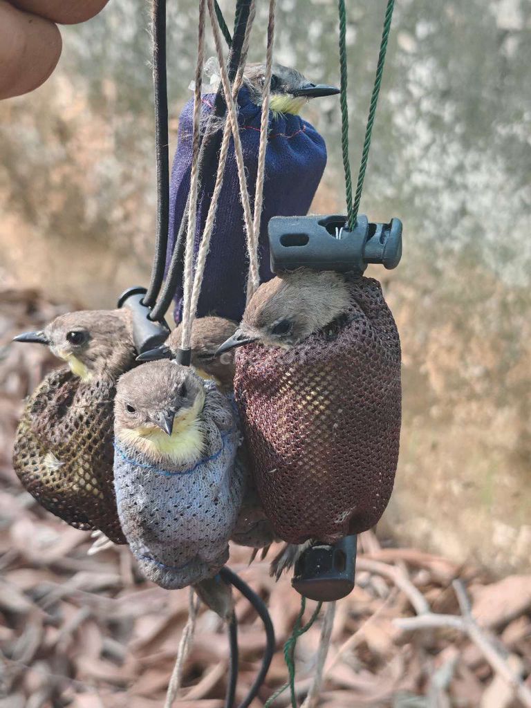 Chim Sâu kéo đờn 3 con. Mua bán Chim tại Quận 7 Tp Hồ Chí Minh được đăng bởi Hải ĐĂNG hình 1