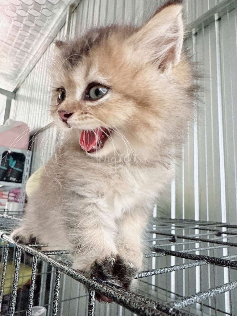 Mèo con Nhiều màu. Mua bán Mèo tại Quận Liên Chiểu Đà Nẵng được đăng bởi Phan Nghĩa hình 1