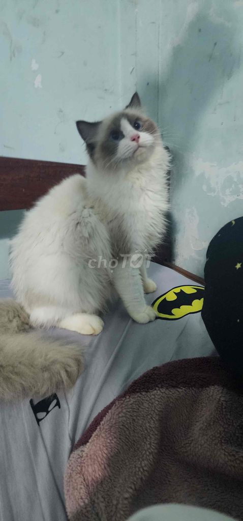 ragdoll đực bao thuần