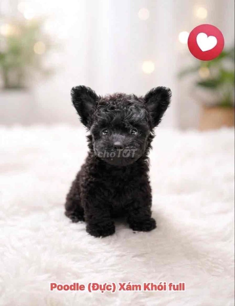 🍒🍒 POODLE XÁM KHÓI FULL (BOY) TAI BƯỚM 🍒🍒. Mua bán Chó tại Huyện Hóc Môn Tp Hồ Chí Minh được đăng bởi SIÊU PET SG UY TÍN  hình 1