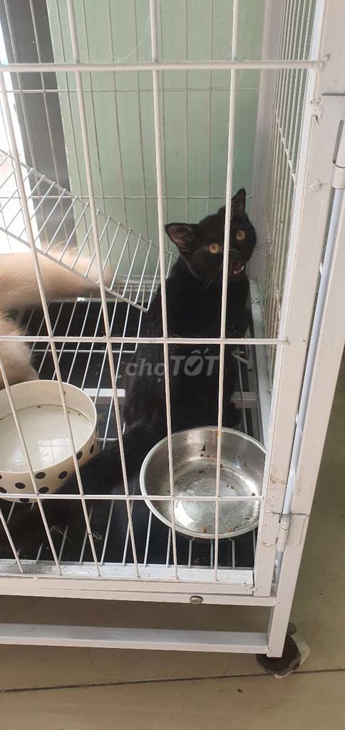 Mình cần bán gấp 2 bé mèo va 1 chuong. Mua bán Mèo tại Huyện Hóc Môn Tp Hồ Chí Minh được đăng bởi Cuong hình 4