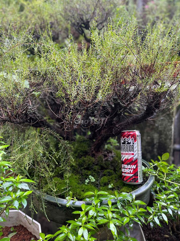 Cây cảnh Kim sa tùng Bonsai. Mua bán Cây cảnh, đồ trang trí tại Thị xã Tân Uyên Bình Dương được đăng bởi Nam hình 1