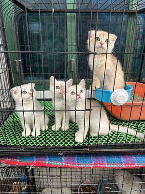 Mèo tai cụp con đực cái có đủ
