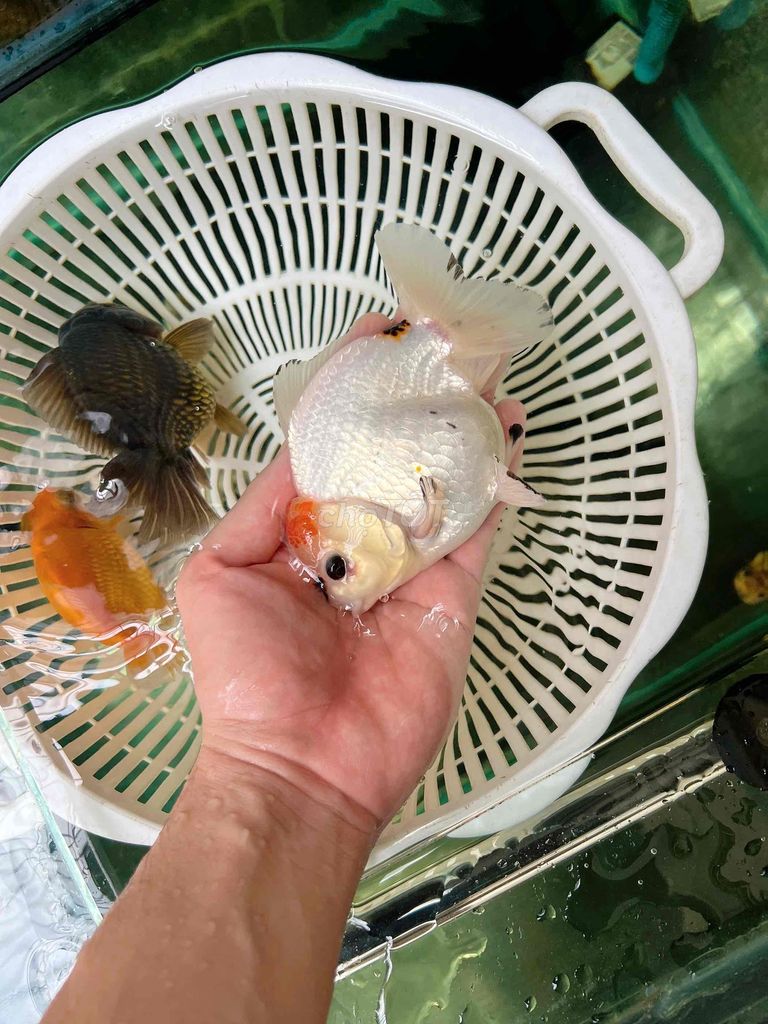 3 bé cá oranda,ranchu,ruykin