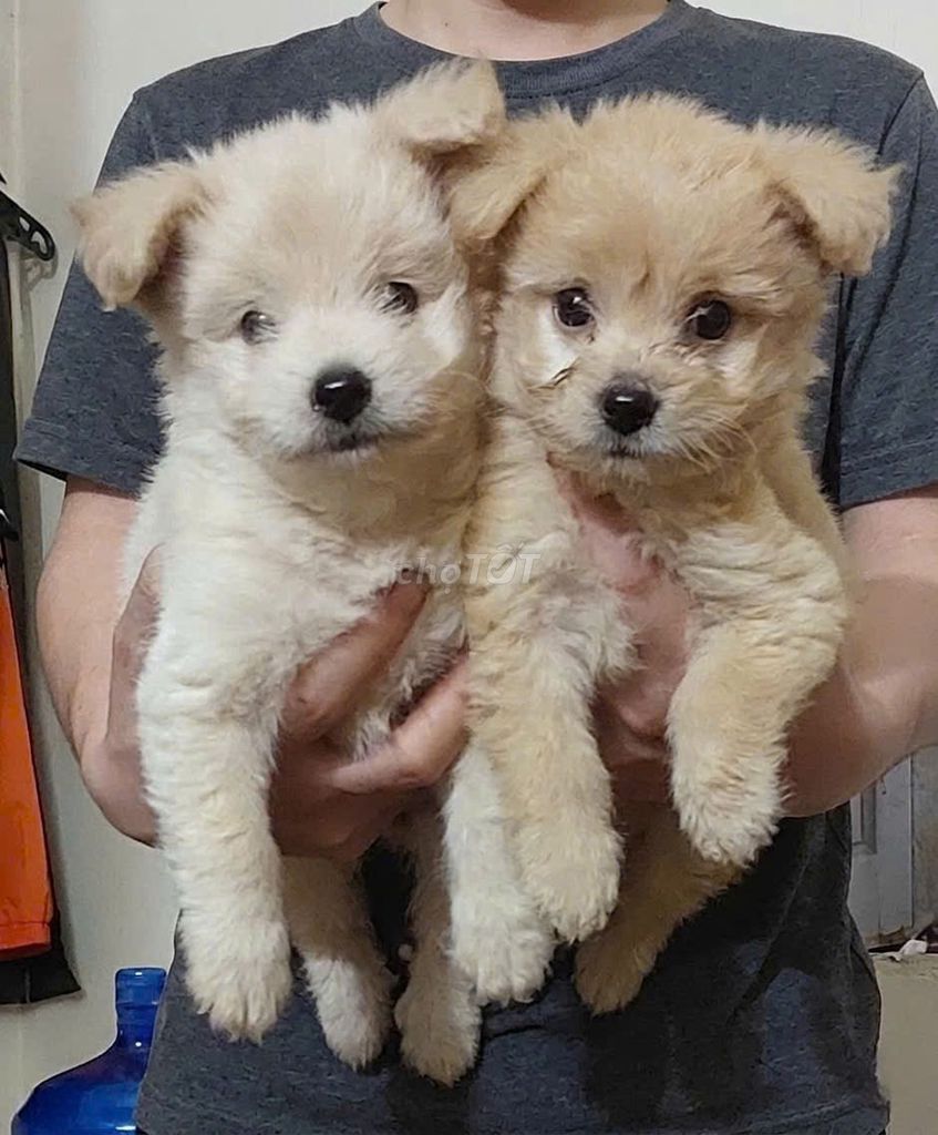 Chó Poodle Vàng kem, Đen. Mua bán Chó tại Thị xã Phổ Yên Thái Nguyên được đăng bởi Chung hình 1